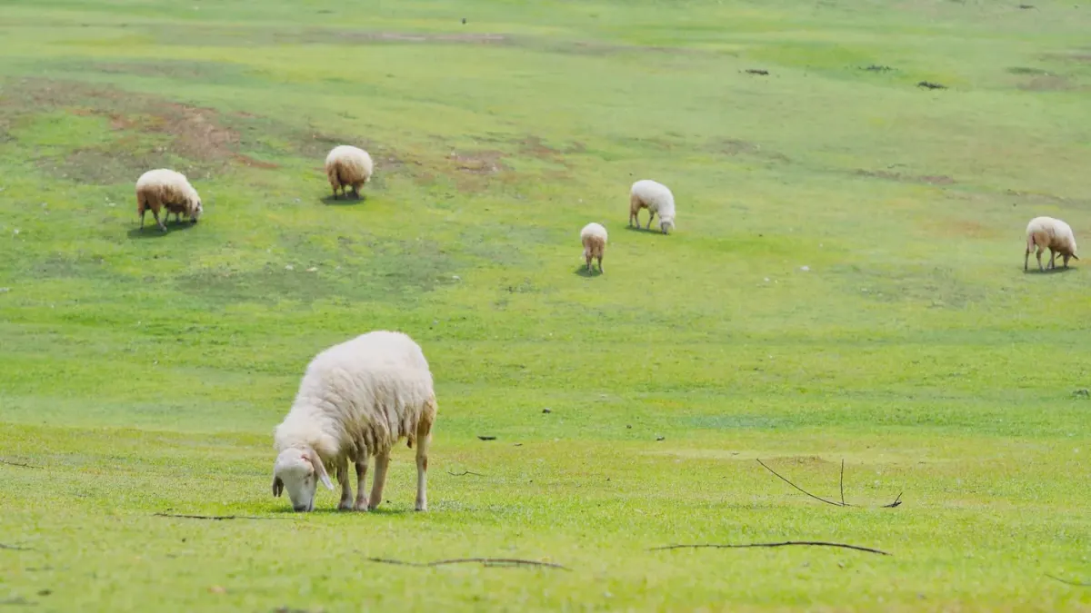 Dog in a field with sheep