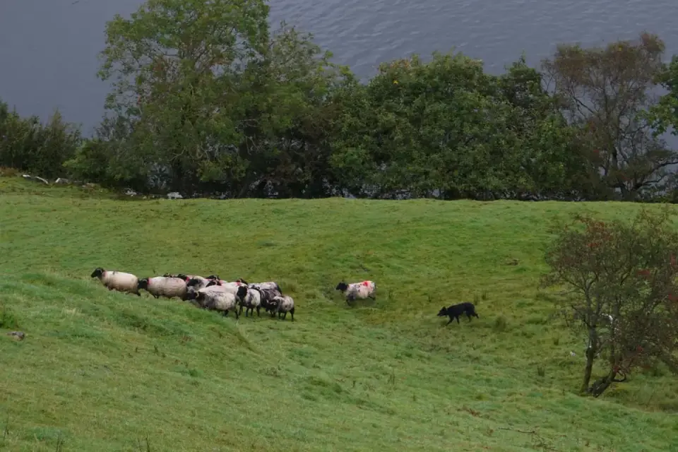 Dog in a field with sheep