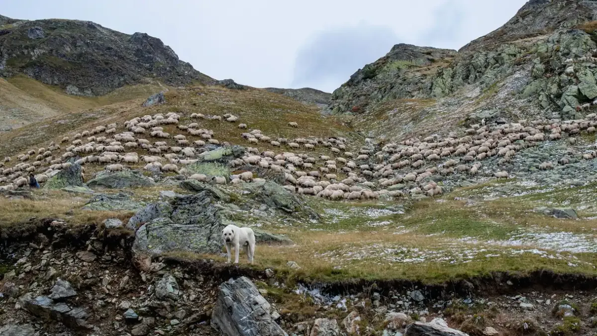 Dog in a field with sheep