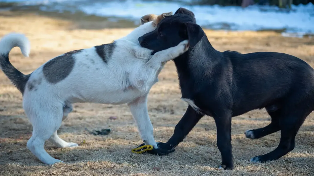 Dog in a dog park