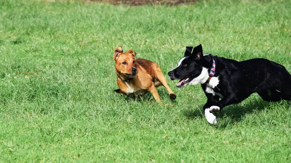 Dog in a dog park