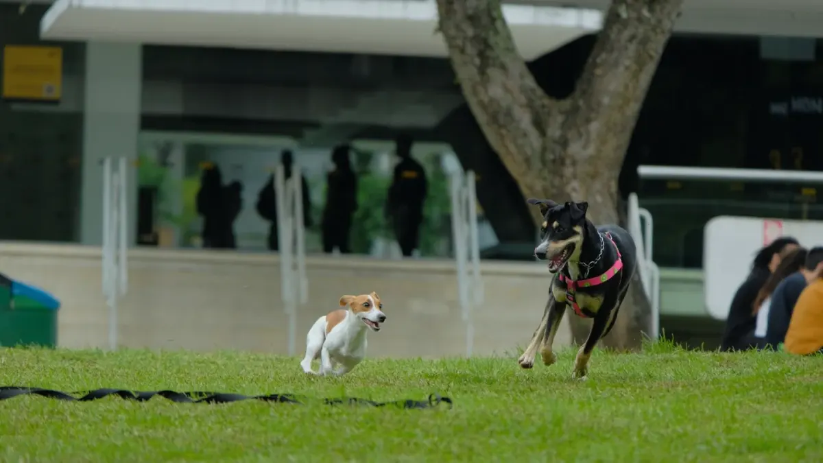 Dog in a dog park