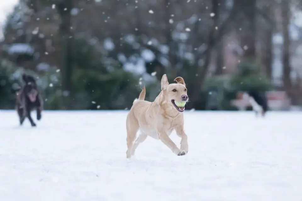 Dog in a dog park