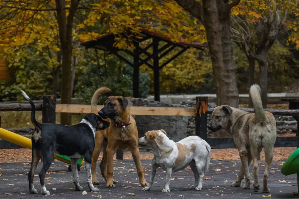 Dog in a dog park