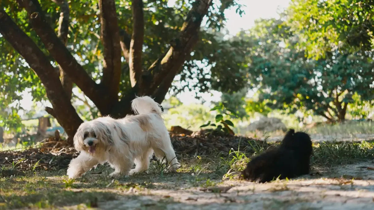 Dog in a dog park