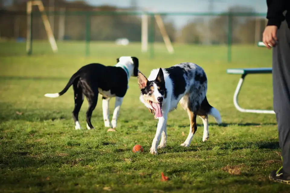 Dog in a dog park