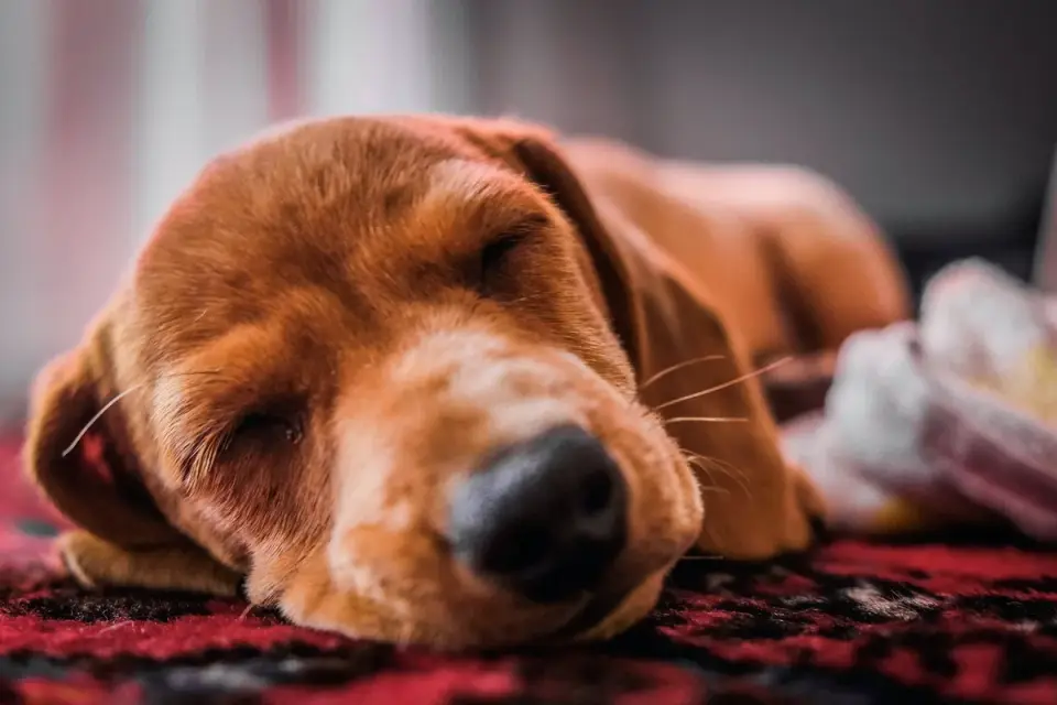 Dog near a fireplace