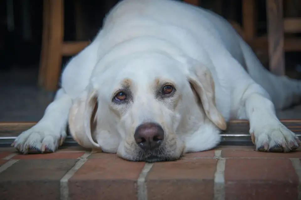 Dog near a fireplace