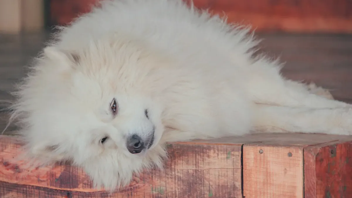 Dog near a fireplace