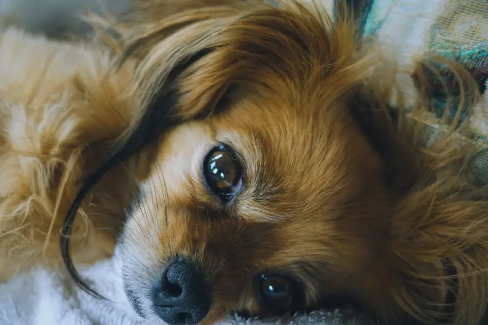 Dog near a fireplace