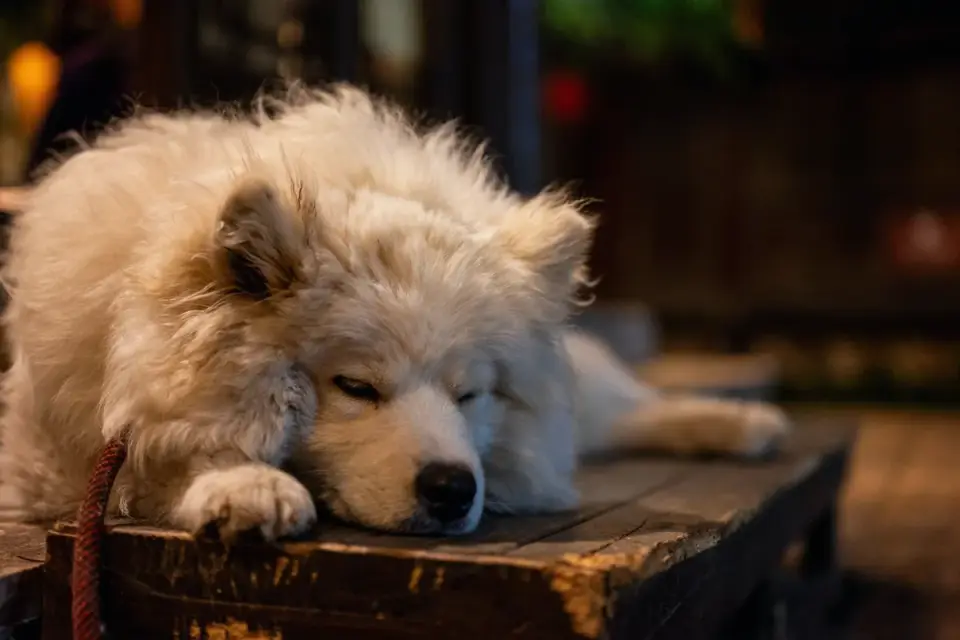 Dog near a fireplace