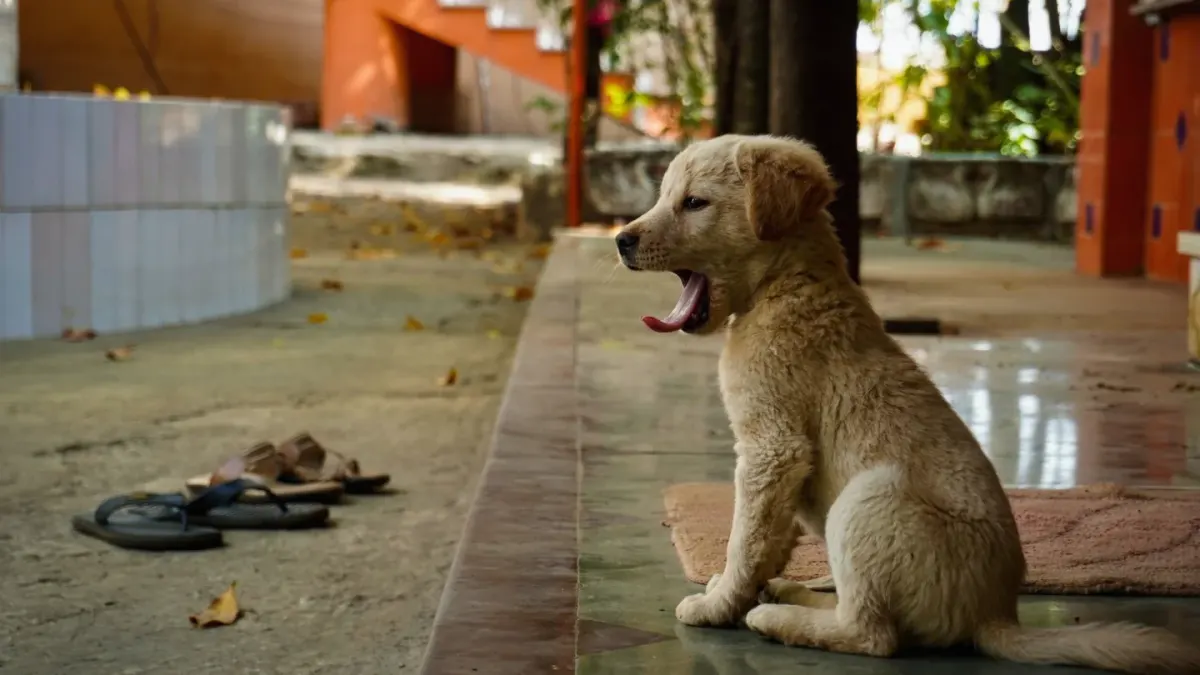 Dog on a balcony