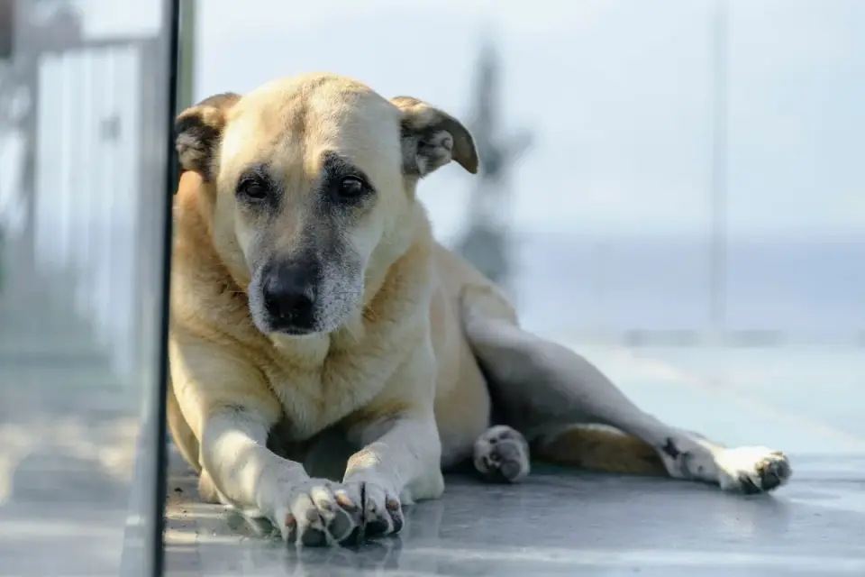 Dog on a balcony