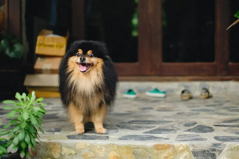 Dog on a balcony