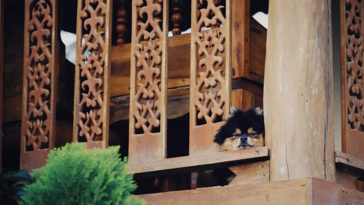 Dog on a balcony