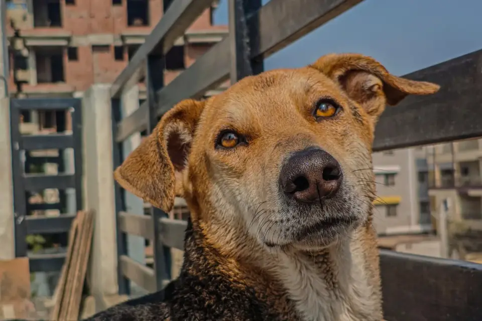 Dog on a balcony