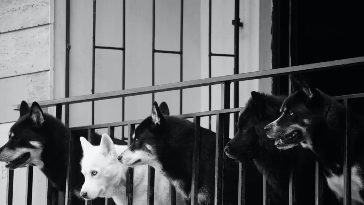 Dog on a balcony