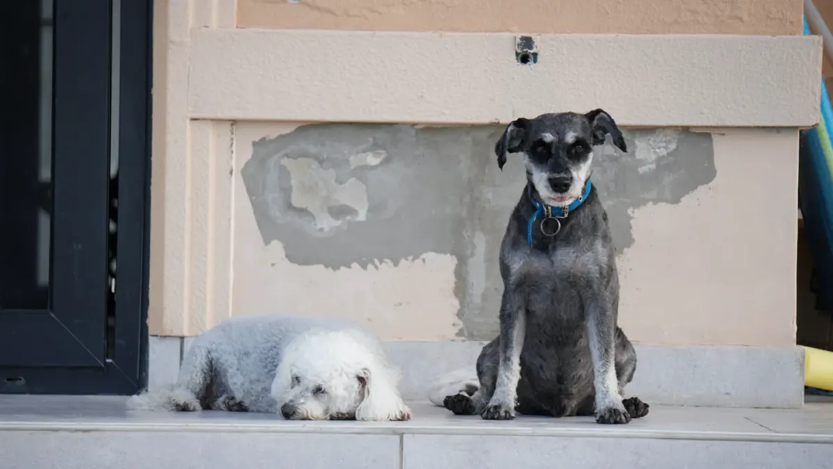 Dog on a balcony