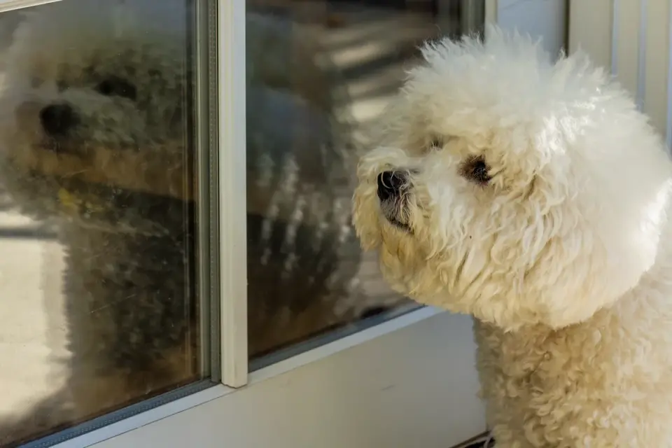 Dog on a balcony