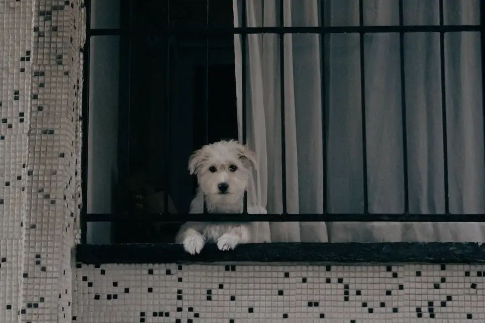 Dog on a balcony