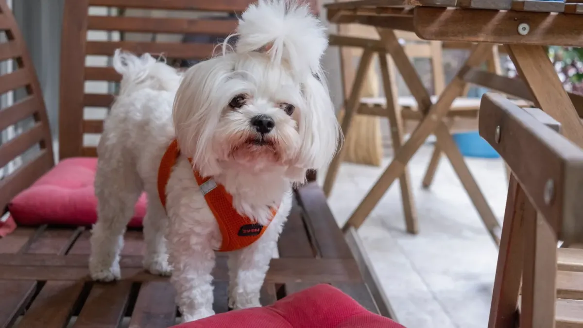 Dog on a balcony