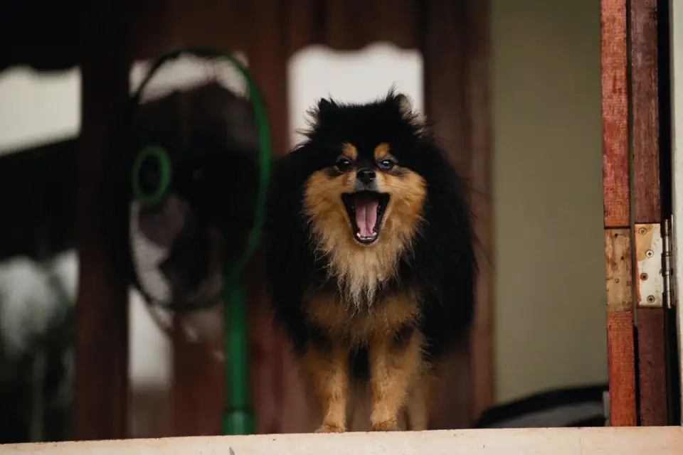 Dog on a balcony