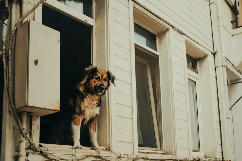 Dog on a balcony