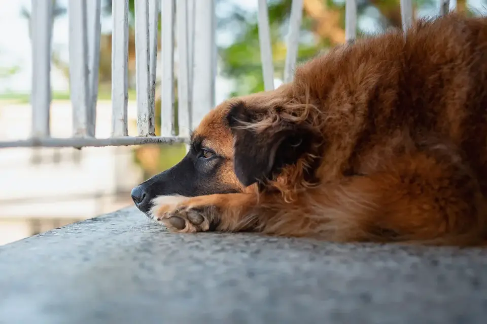 Dog on a balcony