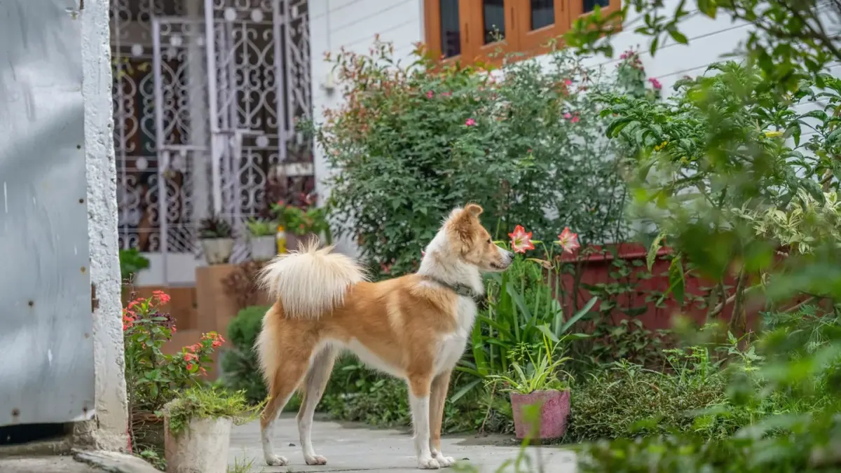 Dog on a balcony