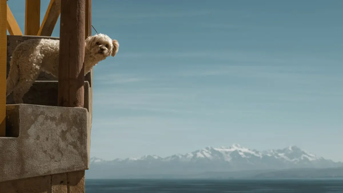 Dog on a balcony