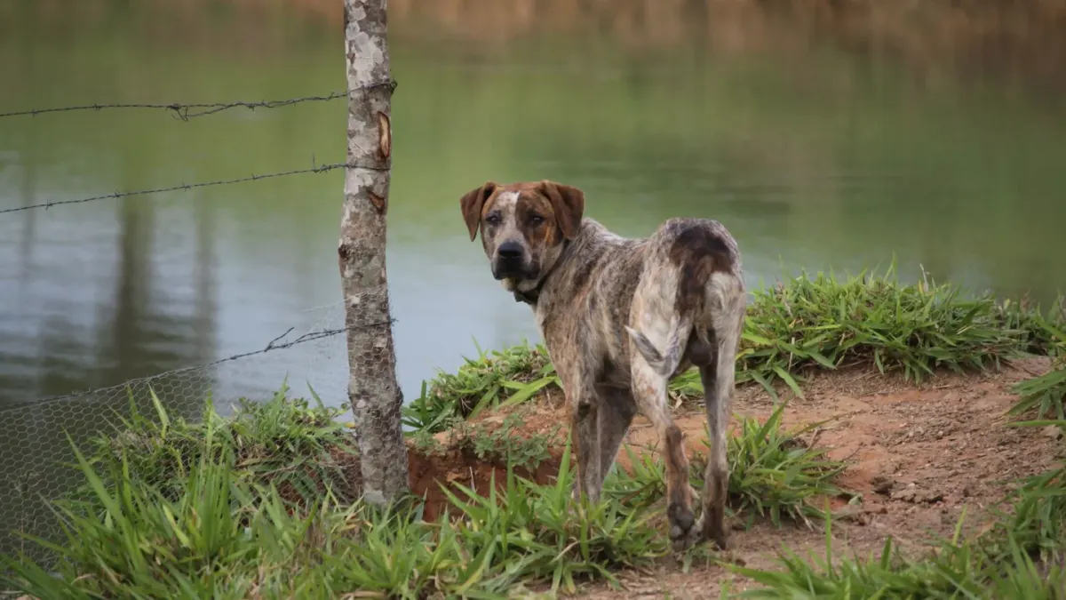 Dog on a farm field