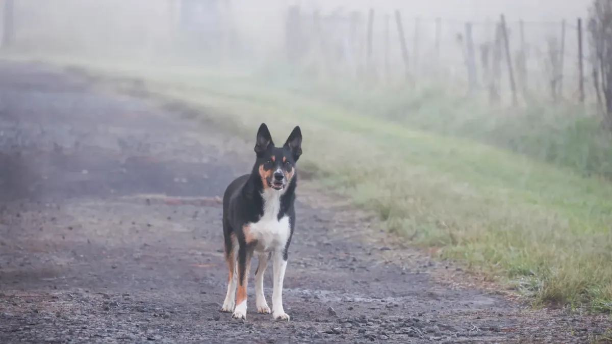 Dog on a farm field