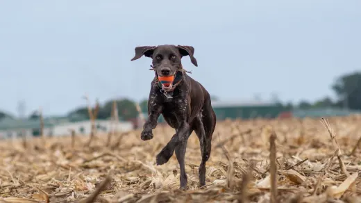 Dog on a farm field