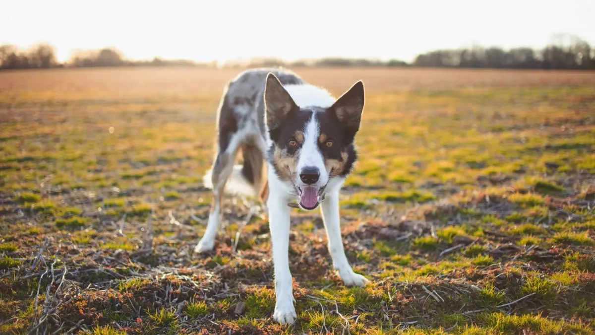 Dog on a farm field