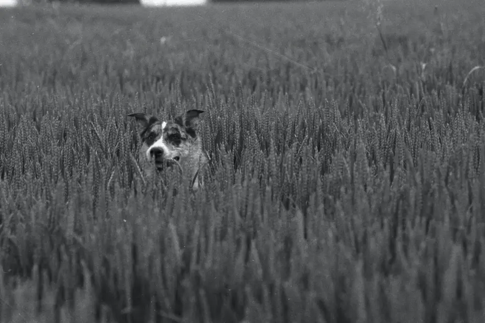 Dog on a farm field