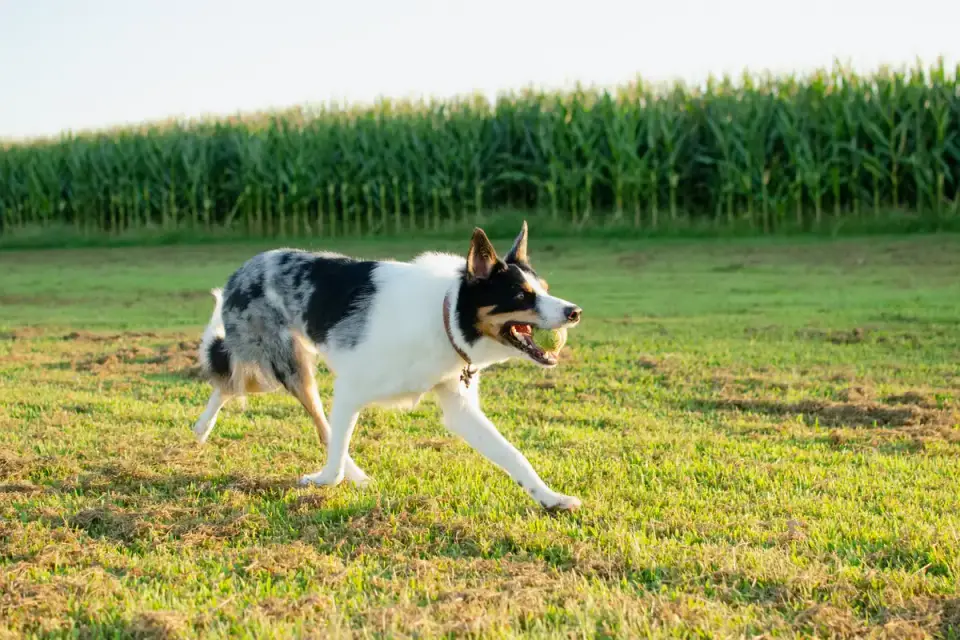 Dog on a farm field