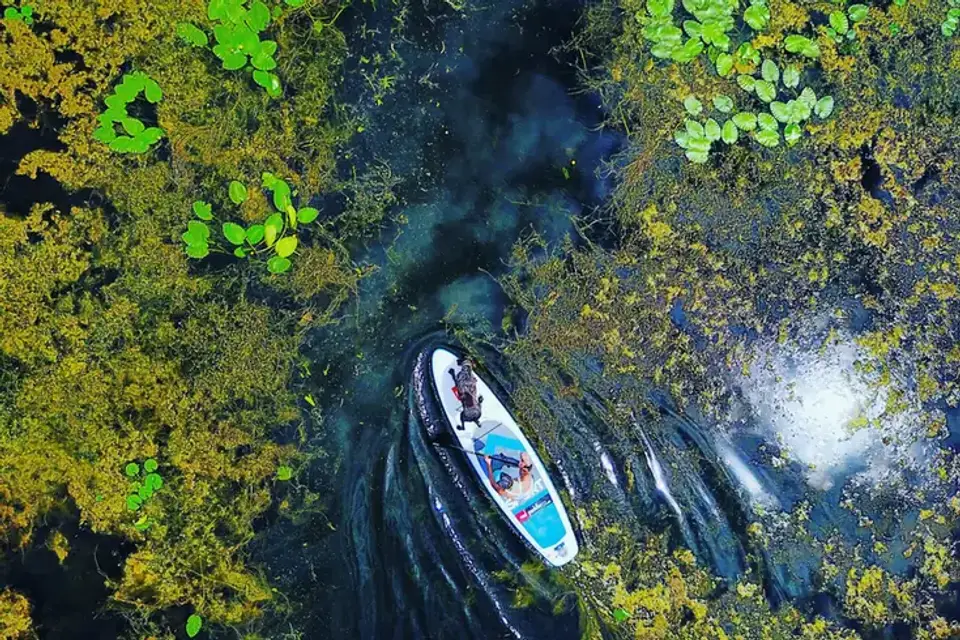 Dog on a paddleboard