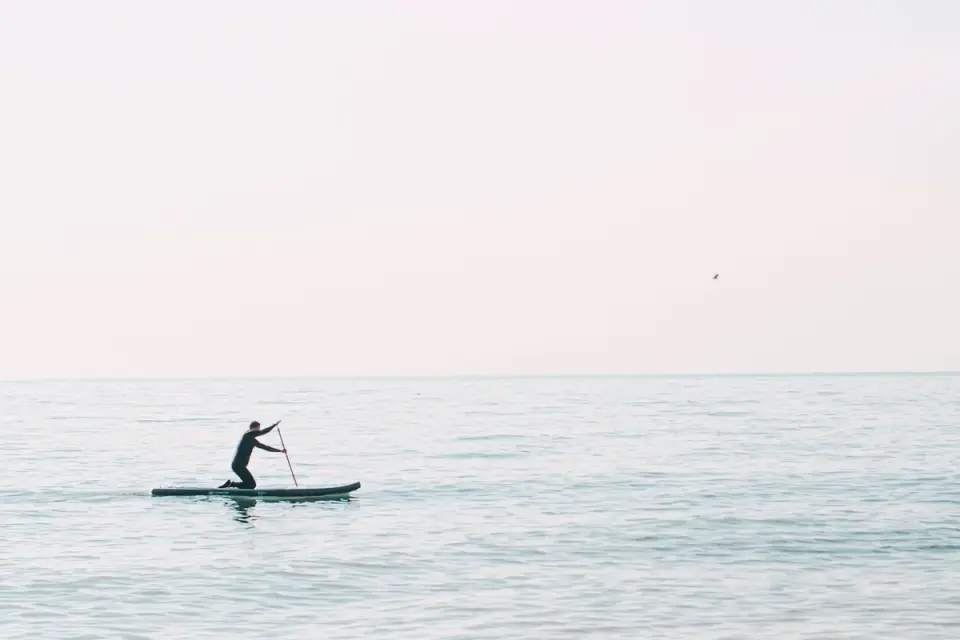 Dog on a paddleboard