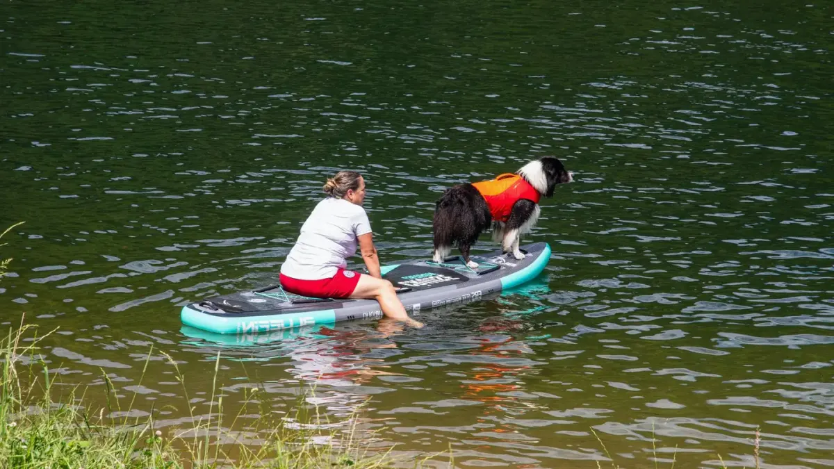 Dog on a paddleboard