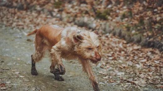 Dog playing in leaves