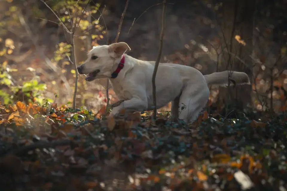 Dog playing in leaves