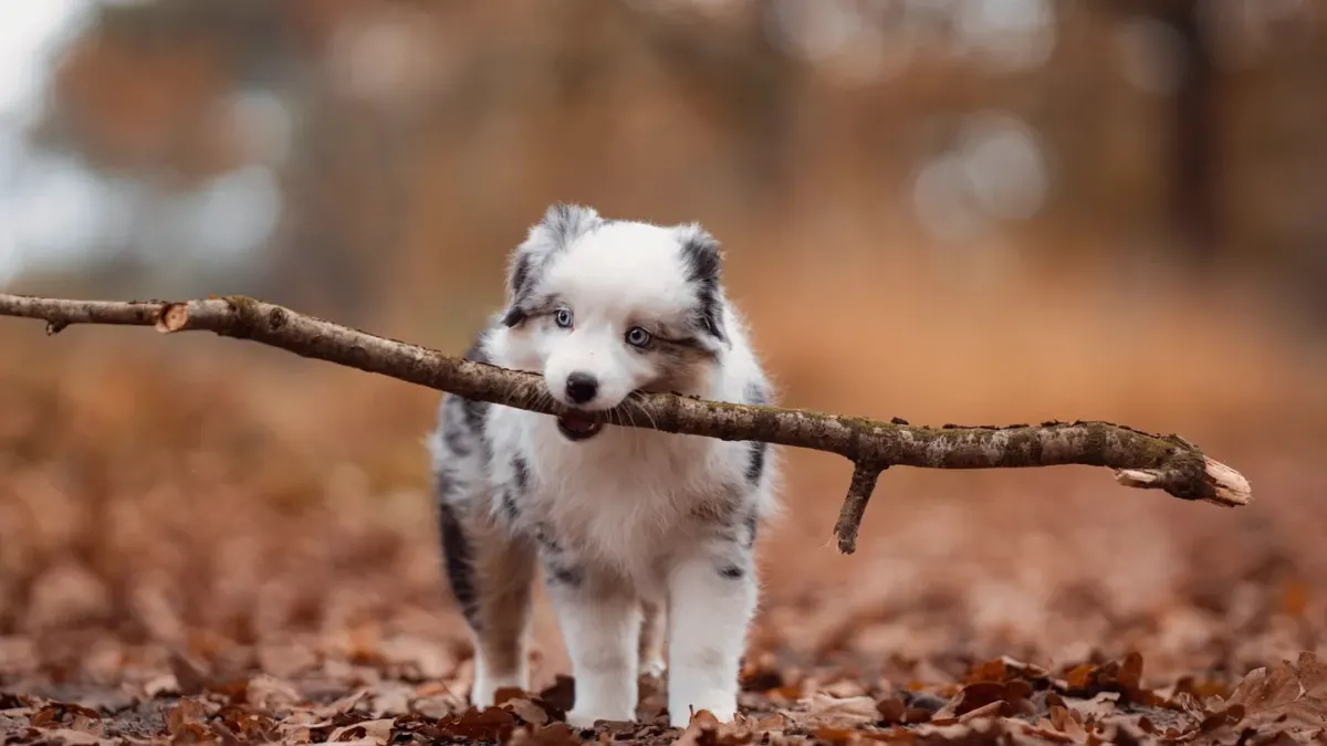 Dog playing in leaves