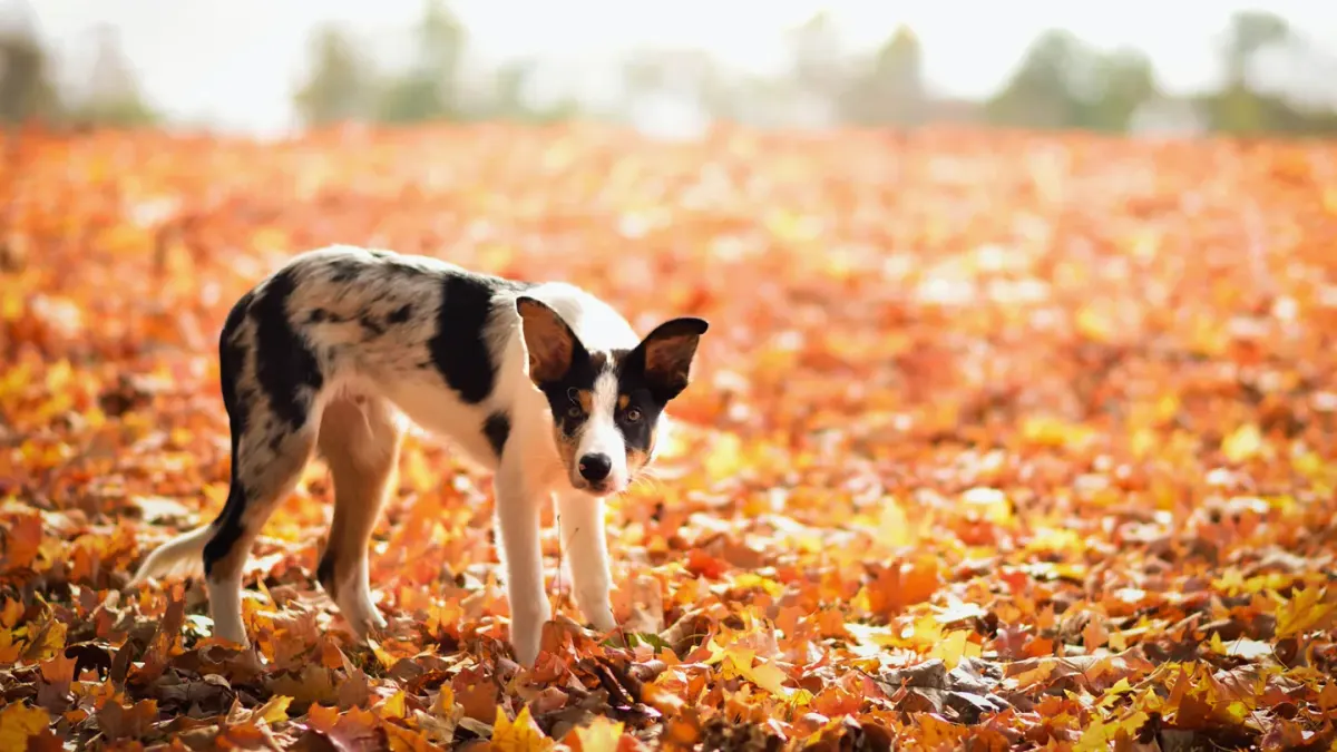 Dog playing in leaves
