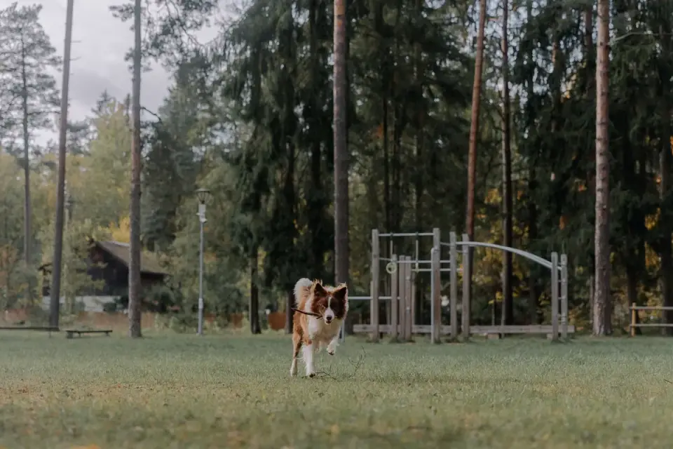 Dog playing in leaves
