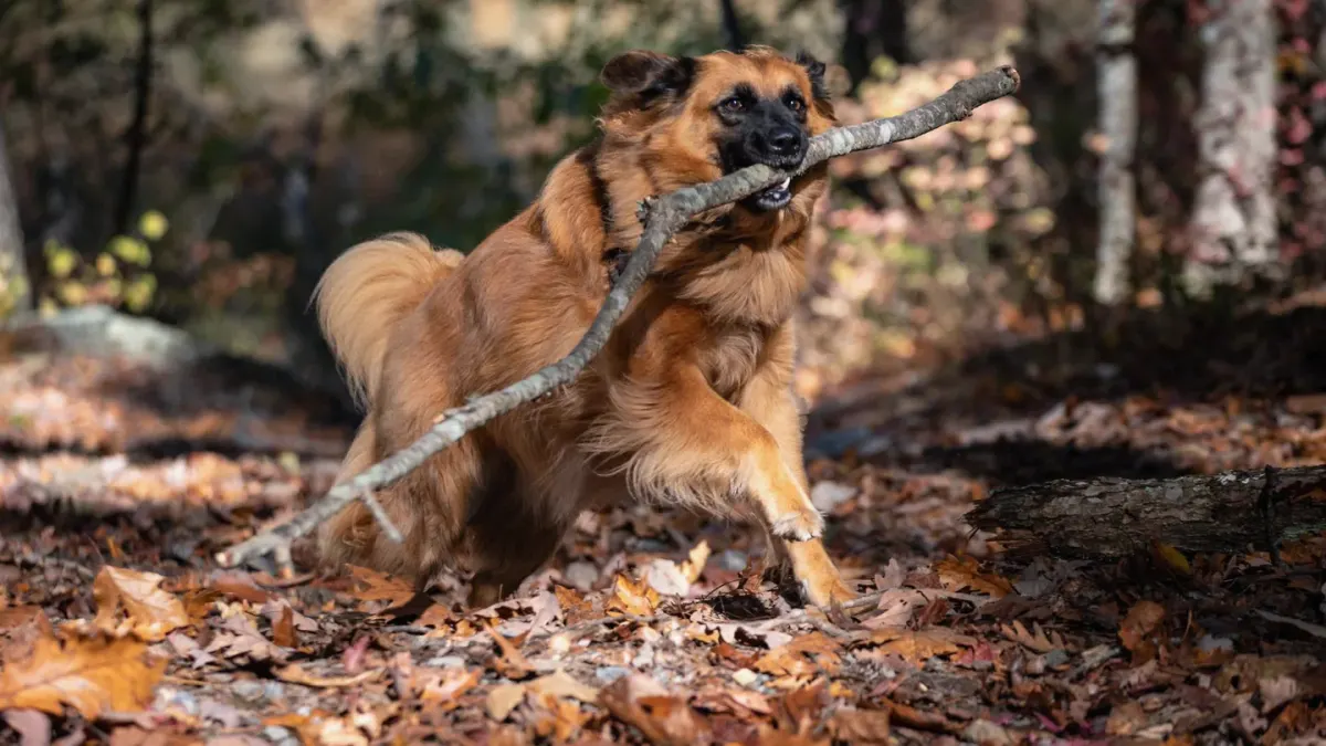 Dog playing in leaves