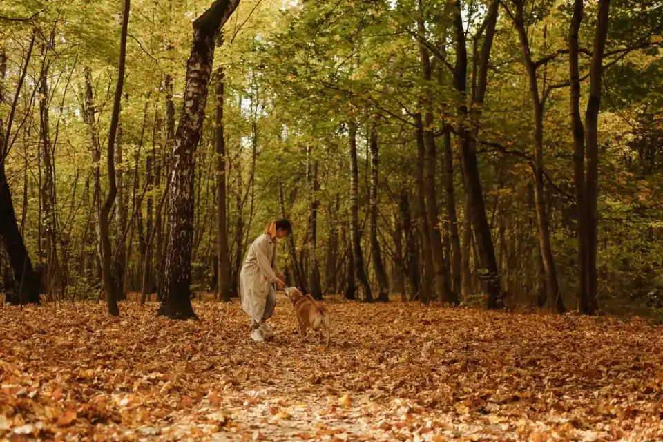 Dog playing in leaves