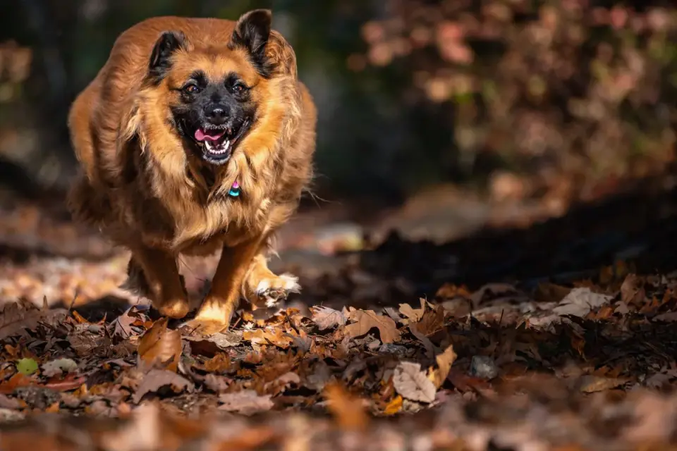 Dog playing in leaves