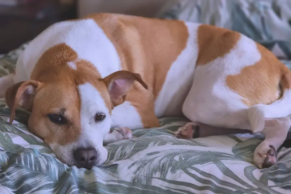 Dog resting at home