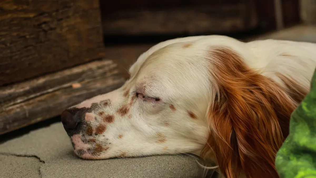 Dog resting at home