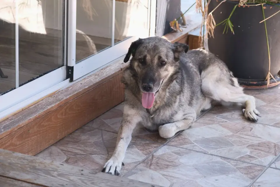 Dog resting at home